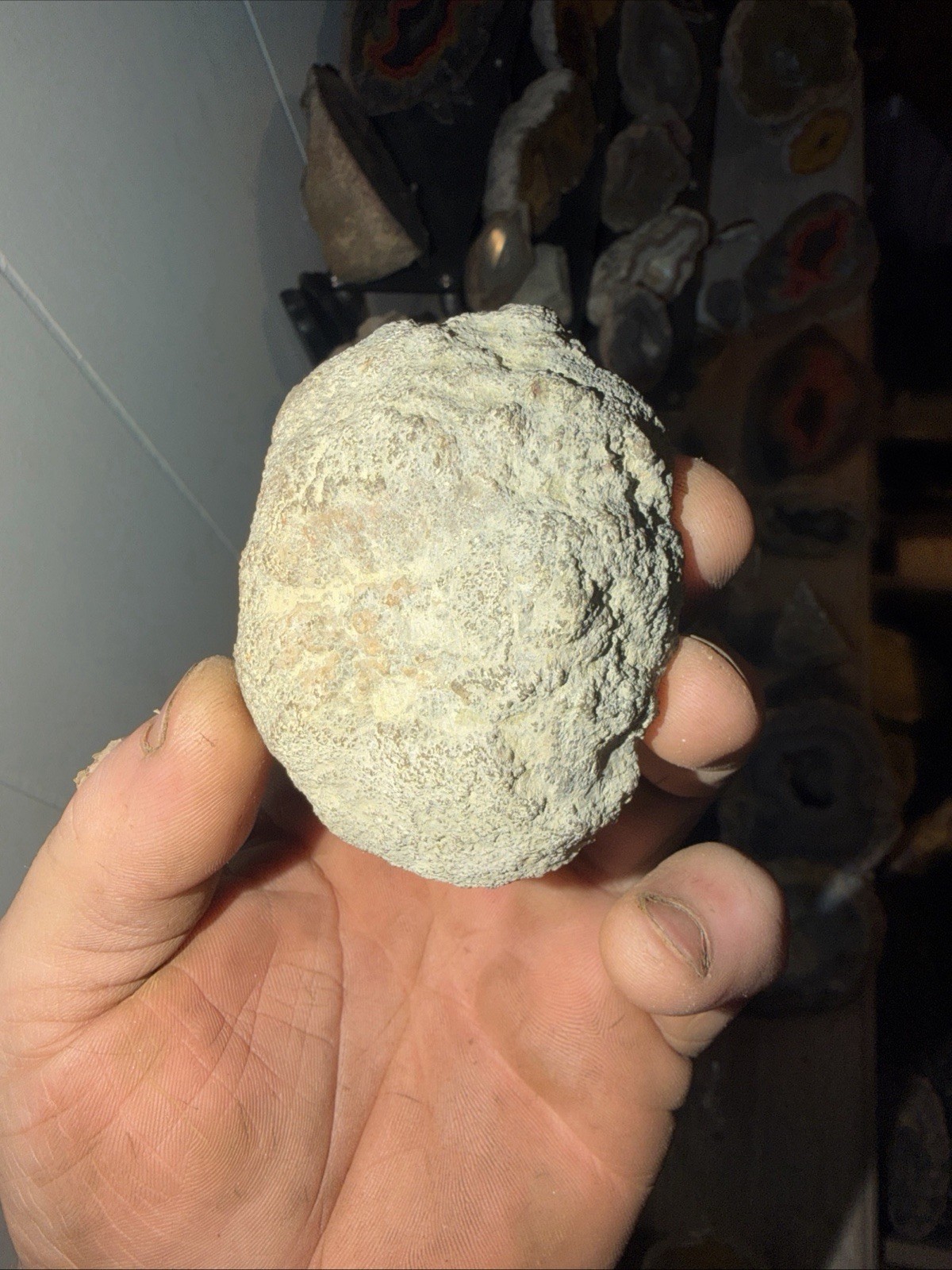 Imperial Kentucky Agate Specimen USA Red White And Blue Half Nodule Polished