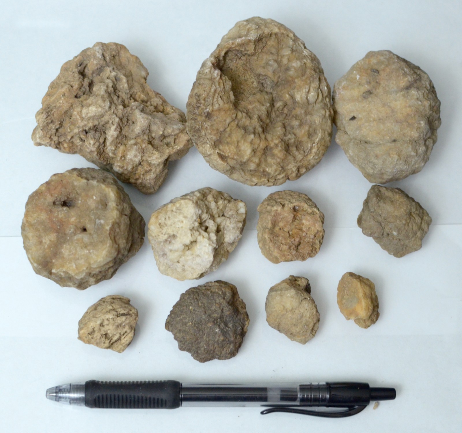 Lot of Kentucky Beekite Geodes | Unique Botryoidal Chalcedony
