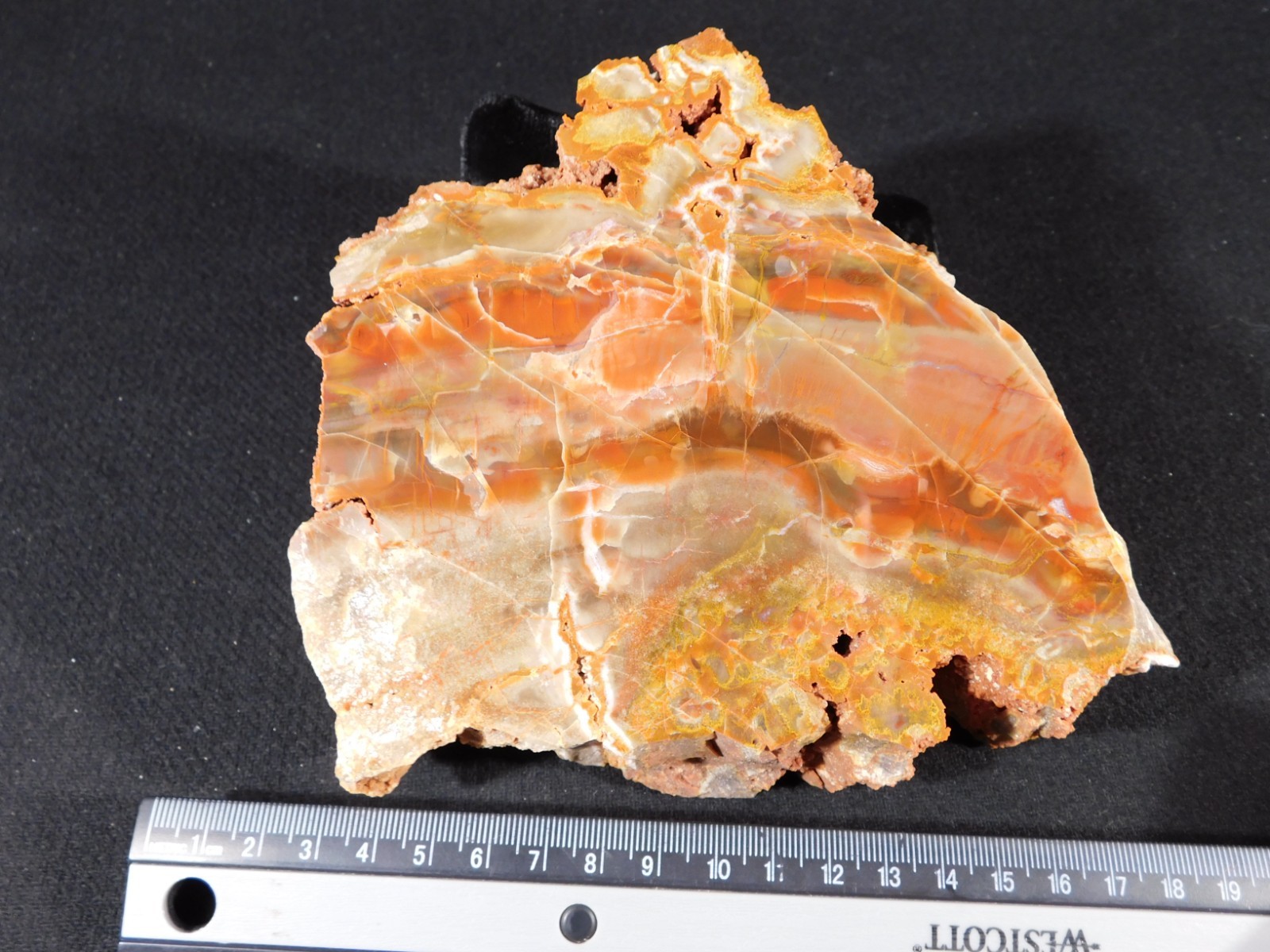Larger! Colorful Polished Petrified WOOD RAINBOW Fossil Slab Arizona 1135gr