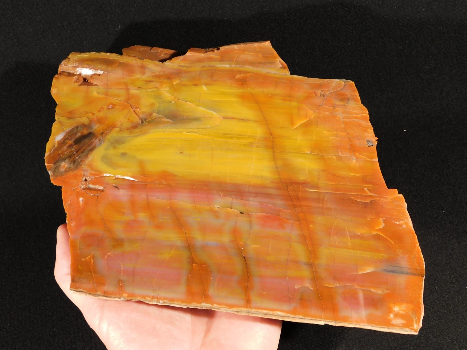 Nice BARK! Big Polished Petrified RAINBOW WOOD Fossil Arizona 2595gr