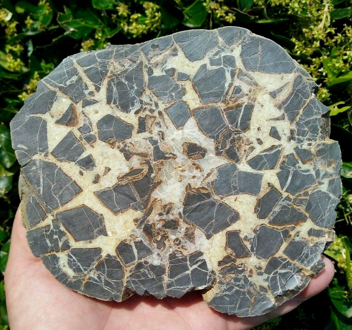 FACE CUT SEPTARIAN NODULE YELLOW CALCITE BRECCIA WHITE CRYSTAL UTAH 3LBS 9.1OZ!
