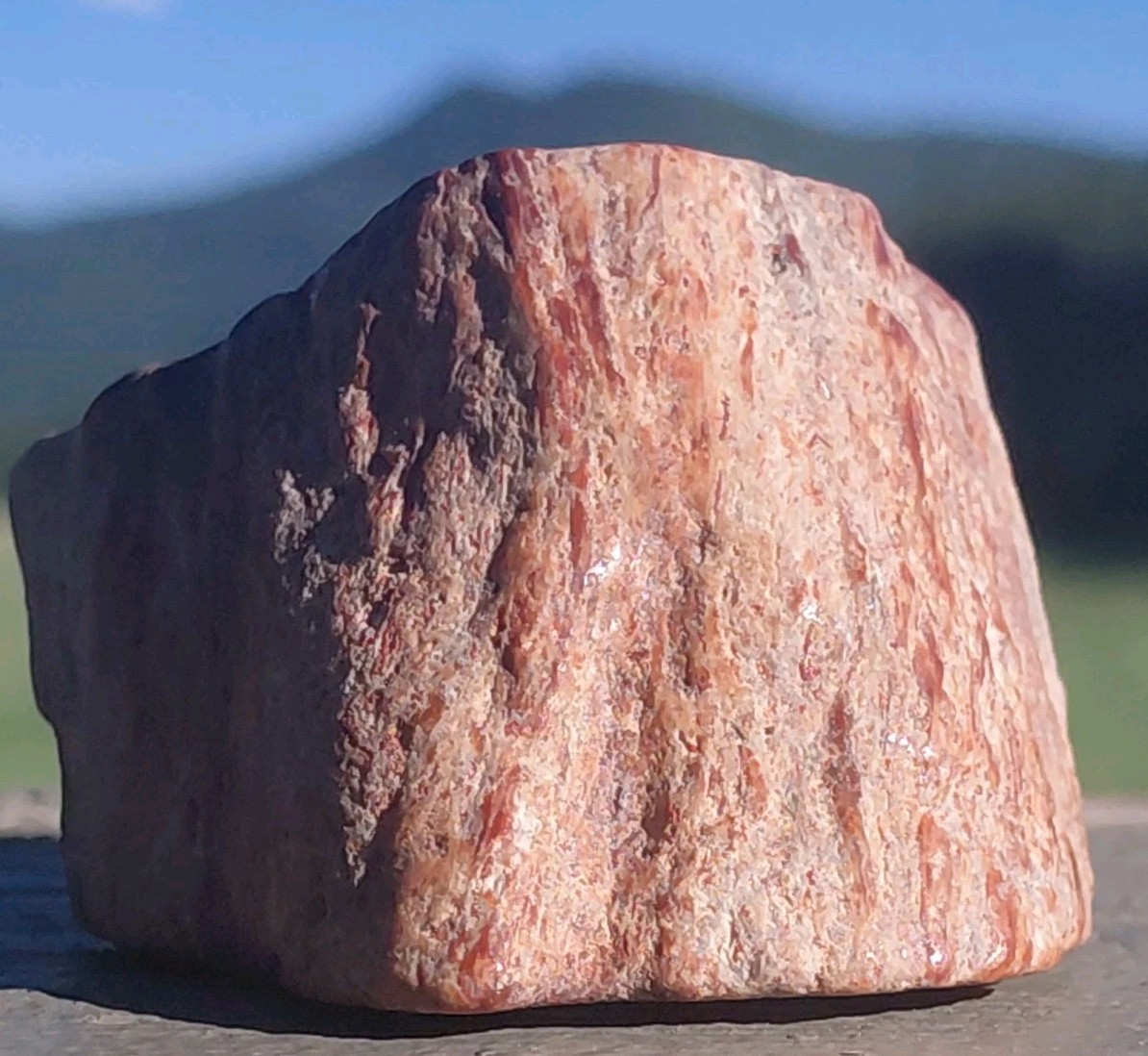Polished Petrified Arizona Rainbow Wood Full Round Limb Tower Stands 2 Ways Red