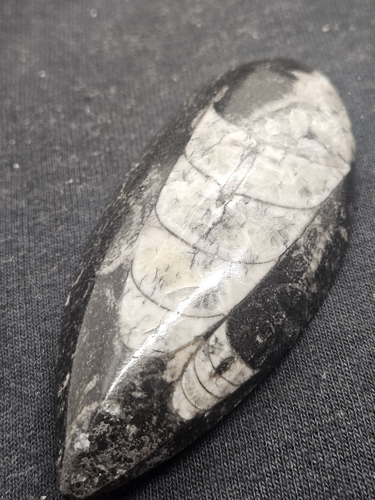 Polished Orthoceras Fossil Palm Stone – Morocco – Devonian Era Cephalopod