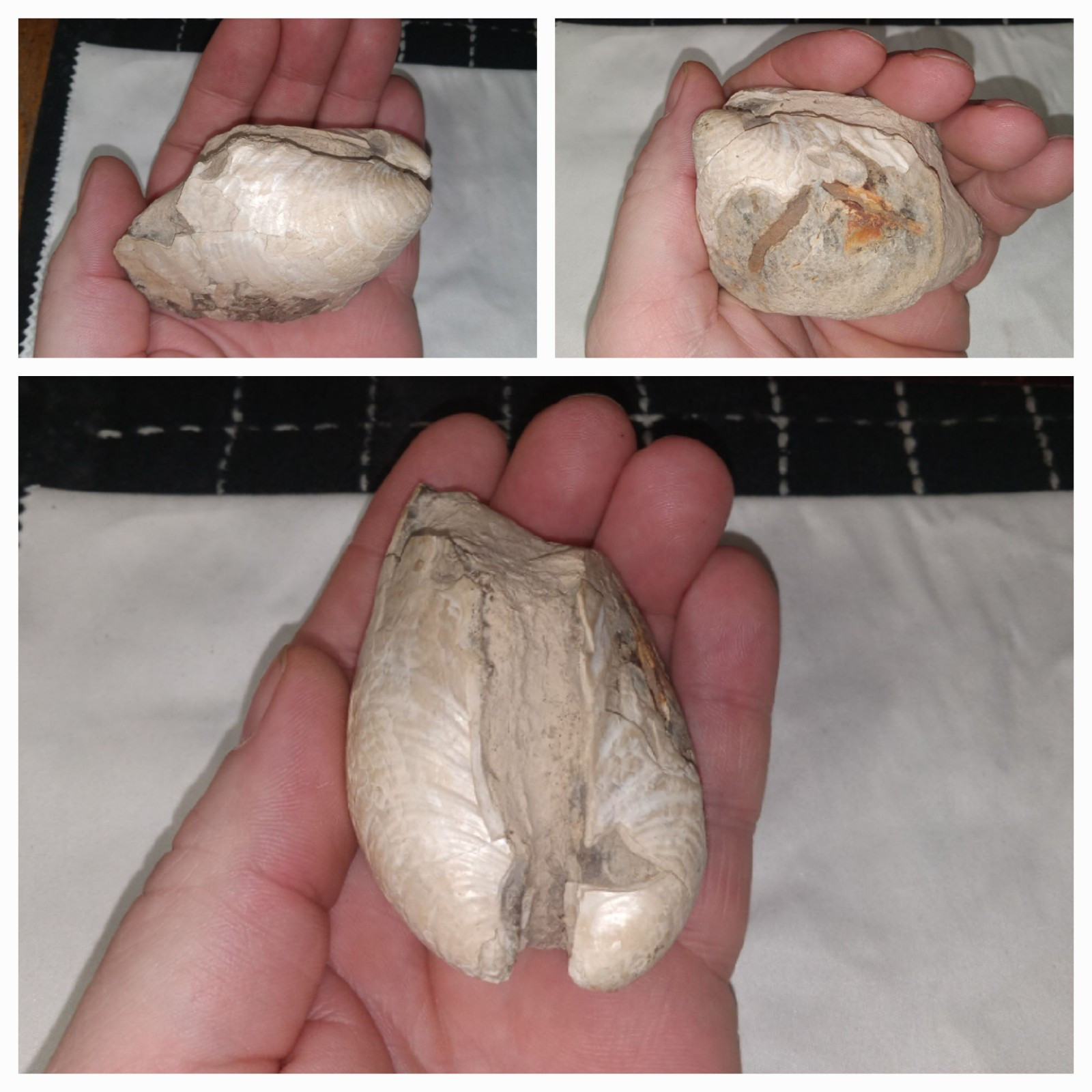 South Dakota Clam (Inoceramus) Fossil. 7.7oz. 3″×2″×1-7/8″