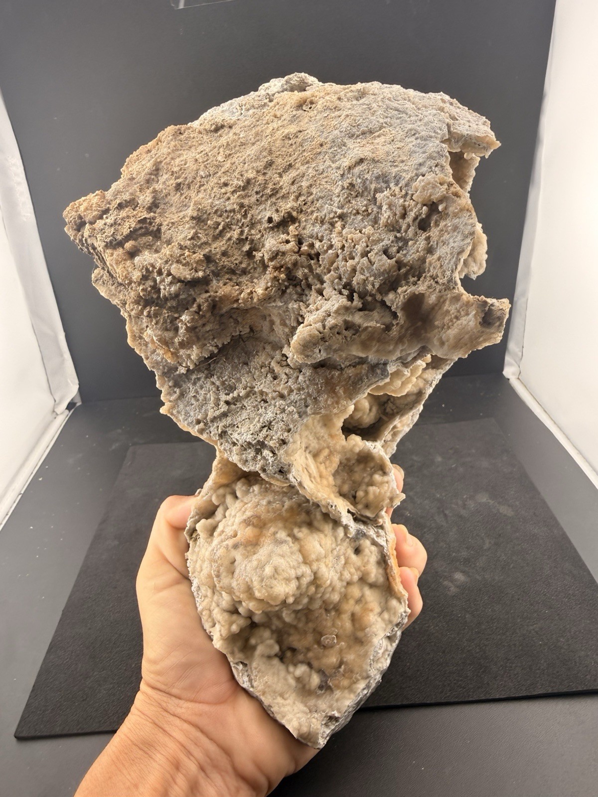 Large Natural Self Collected Florida Advertised Coral Natural Specimen