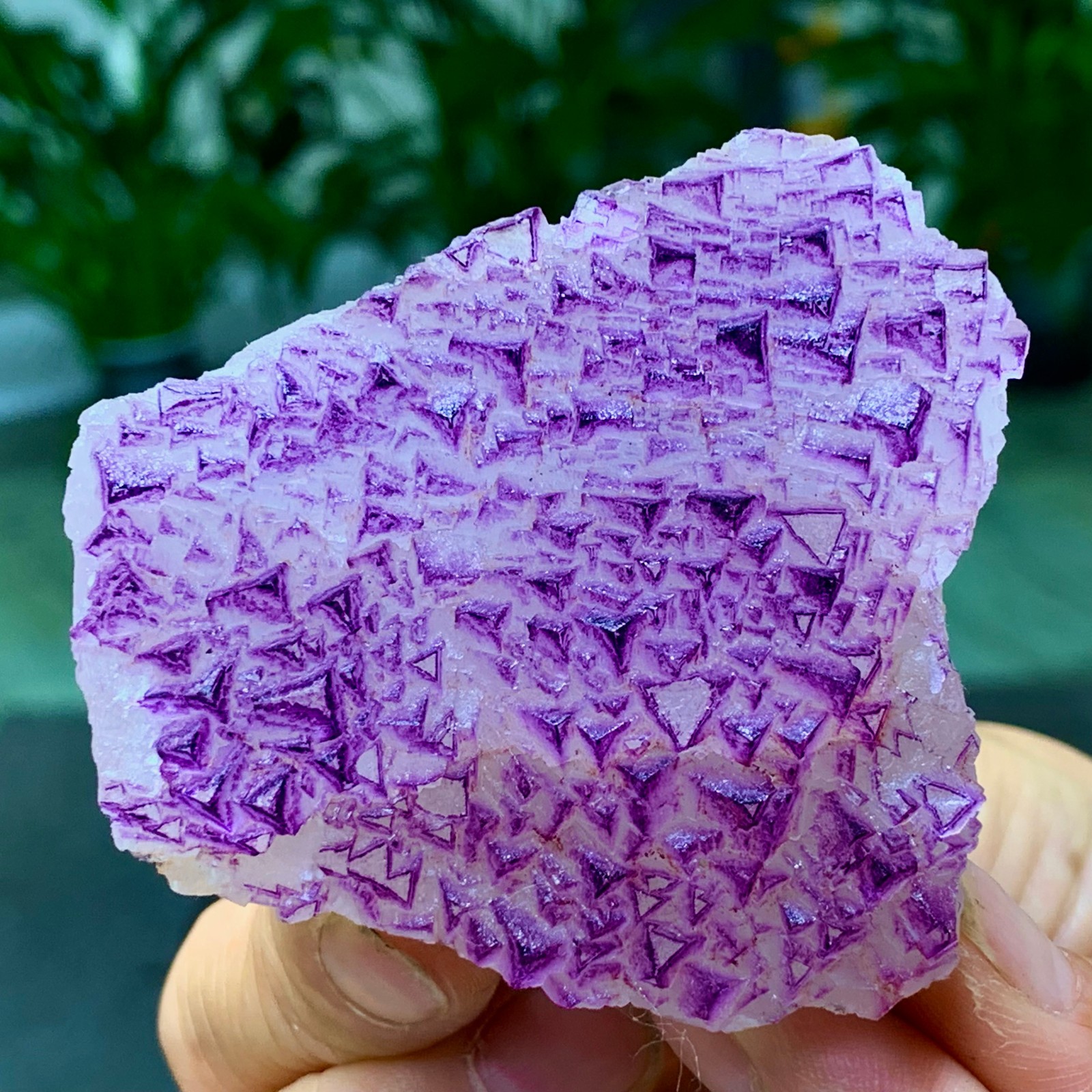 153G Natural fluorite purple edged cubic crystal mineral sample