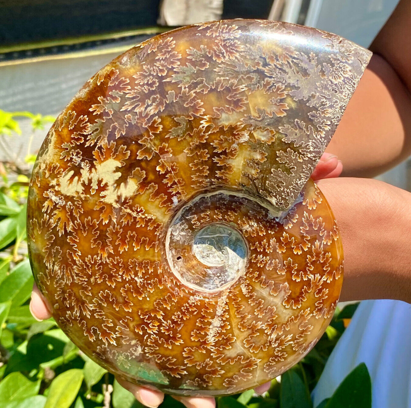 2.51LB Precious ammonite fossil shell specimen opaque yoga meditation energy