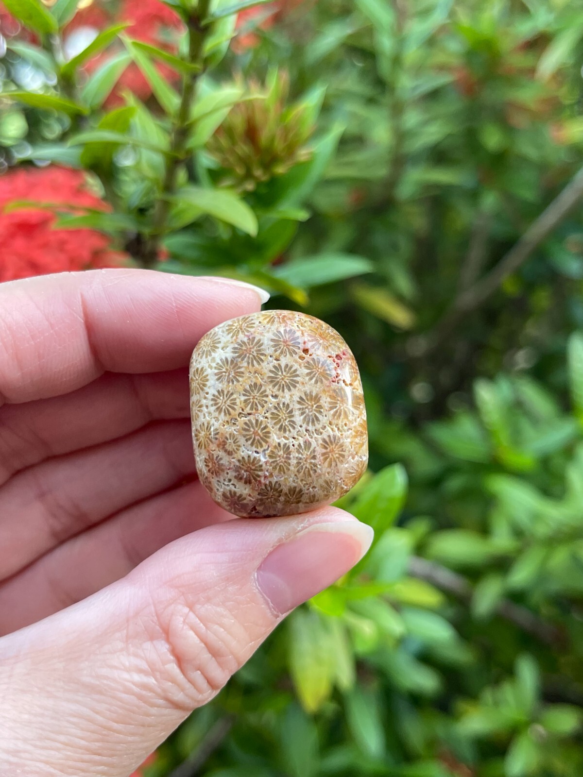 Grade A++ Fossil Coral Tumbled Stone, 0.75-1.25″ Tumbled Fossil Coral, Bulk Lot