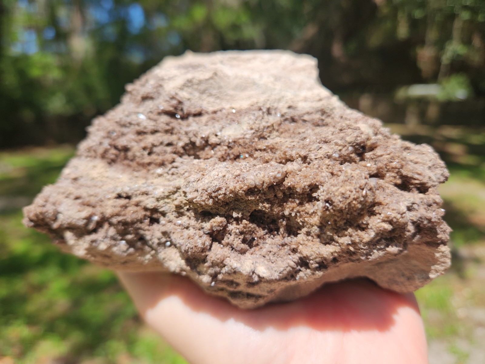 Brilliant Petrified Wood Crystallized Fossil Smoky Quartz Crystal Alabama
