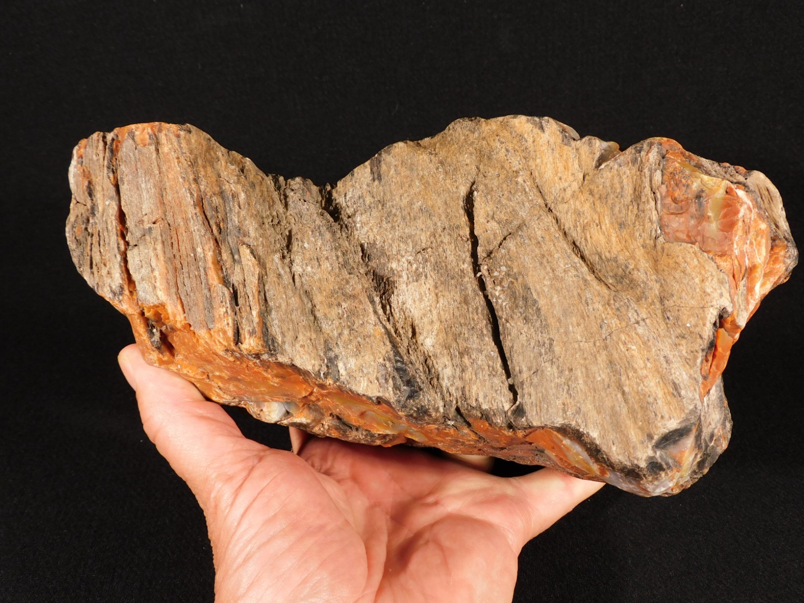 BIG! Highly Agatized Petrified WOOD Fossil From Triassic Arizona 3583gr