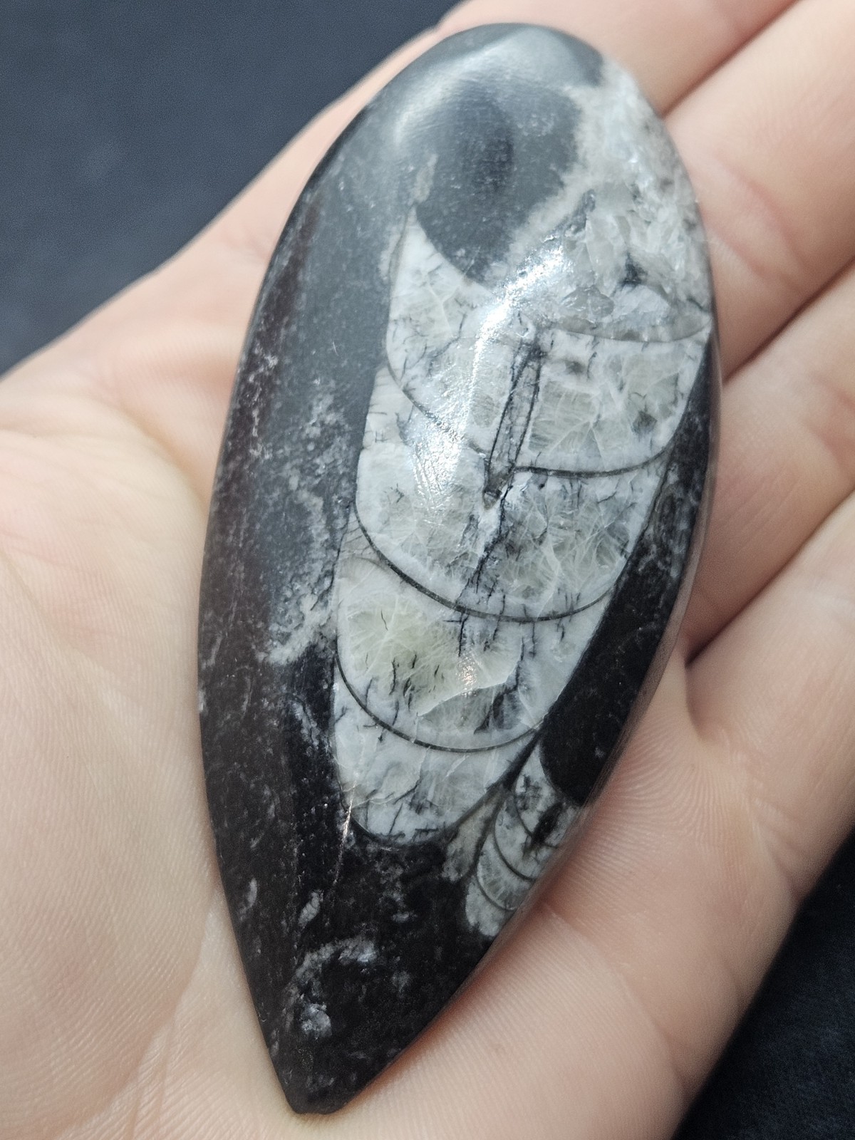 Polished Orthoceras Fossil Palm Stone – Morocco – Devonian Era Cephalopod