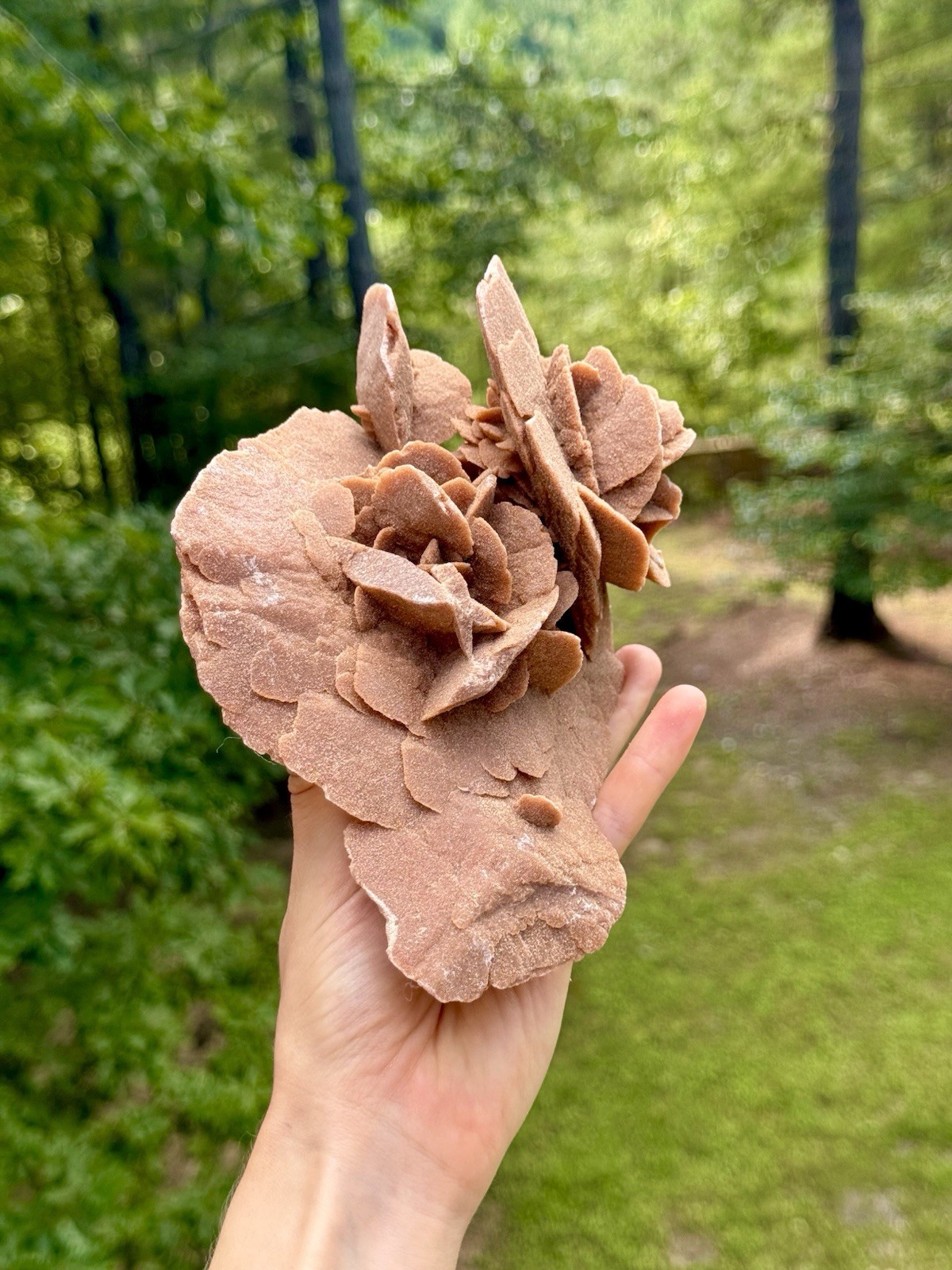 Large Desert Rose Selenite Gypsum Cluster 7” Natural Mineral Specimen 987g