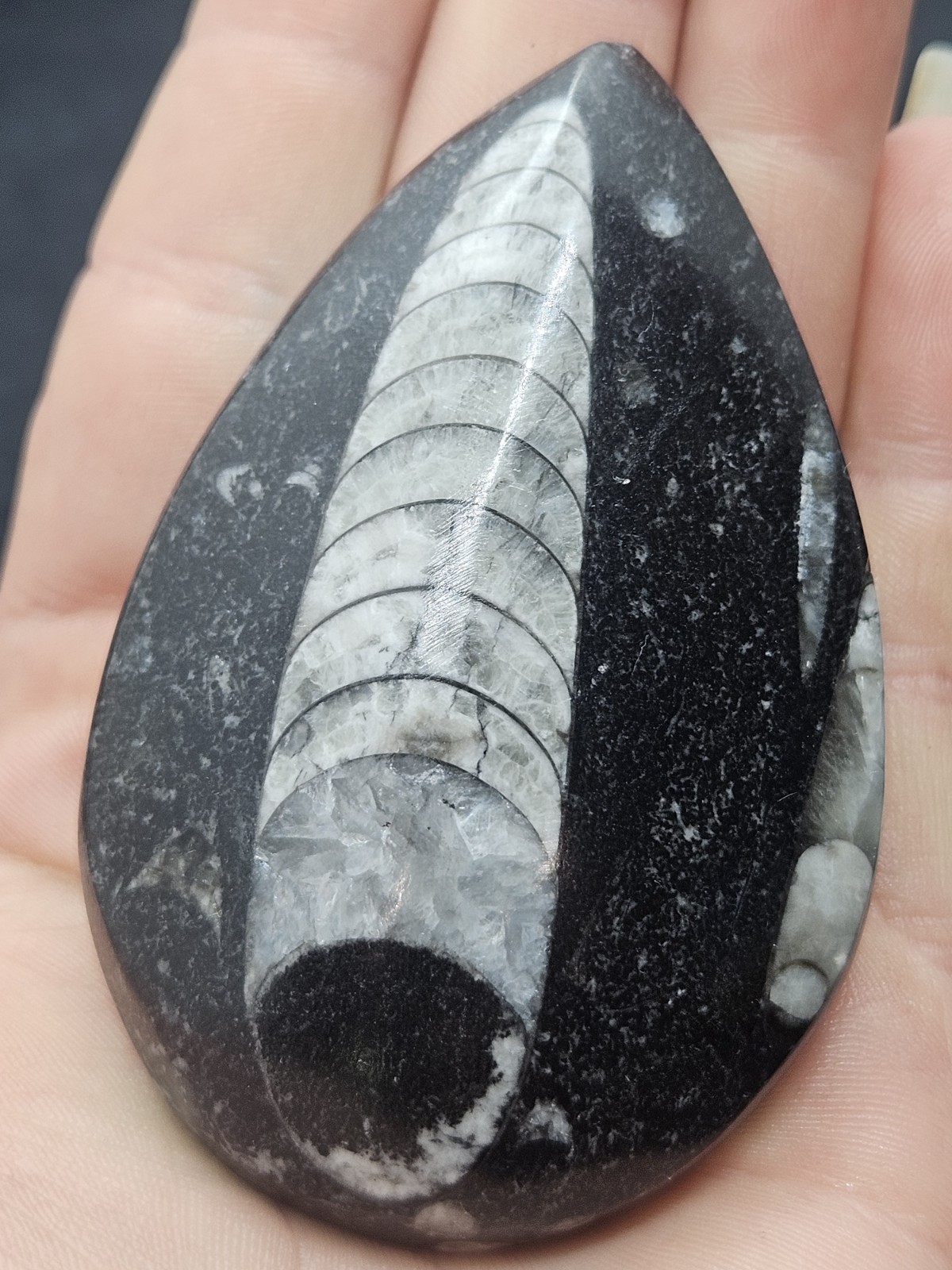 Polished Orthoceras Fossil Palm Stone – Morocco – Devonian Era Cephalopod