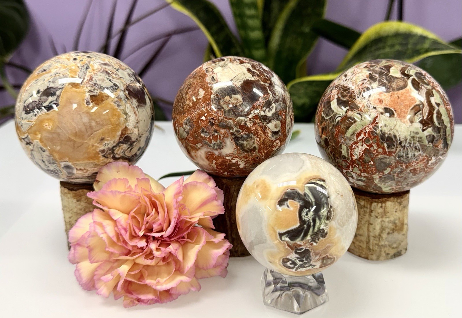 Wholesale Lot 4-5 Pcs Natural Money Agate Spheres Crystal Ball 2.8-3Lbs