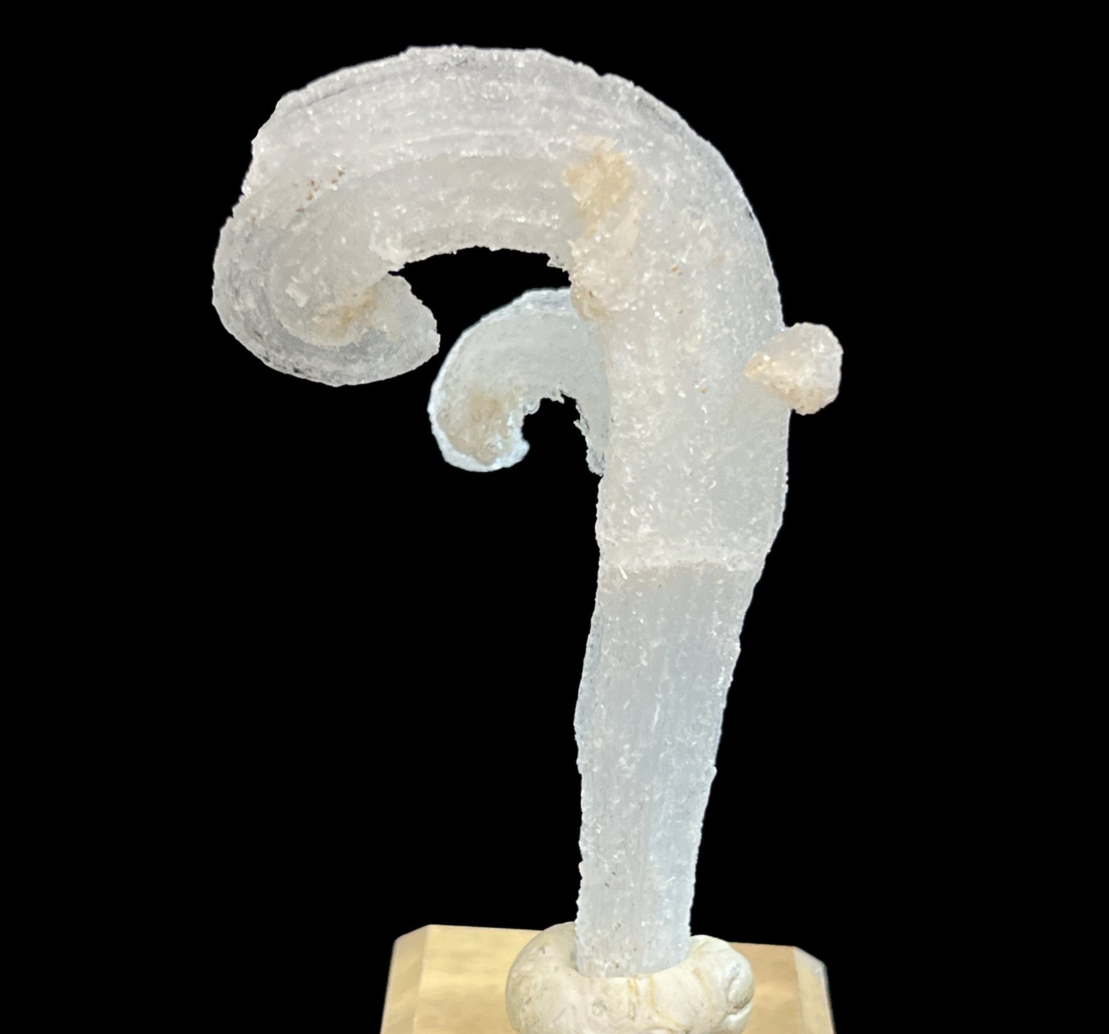 59mm ‘Ram’s Horn’ shape Selenite (Gypsum), Natural Mineral Specimen