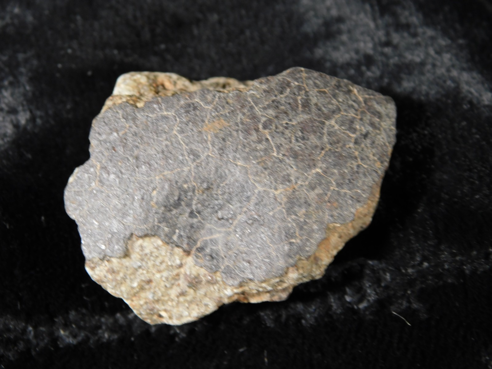NWA 8245 METEORITE with DARK Fusion Crust & Contraction CRACKS Morocco 36.1gr
