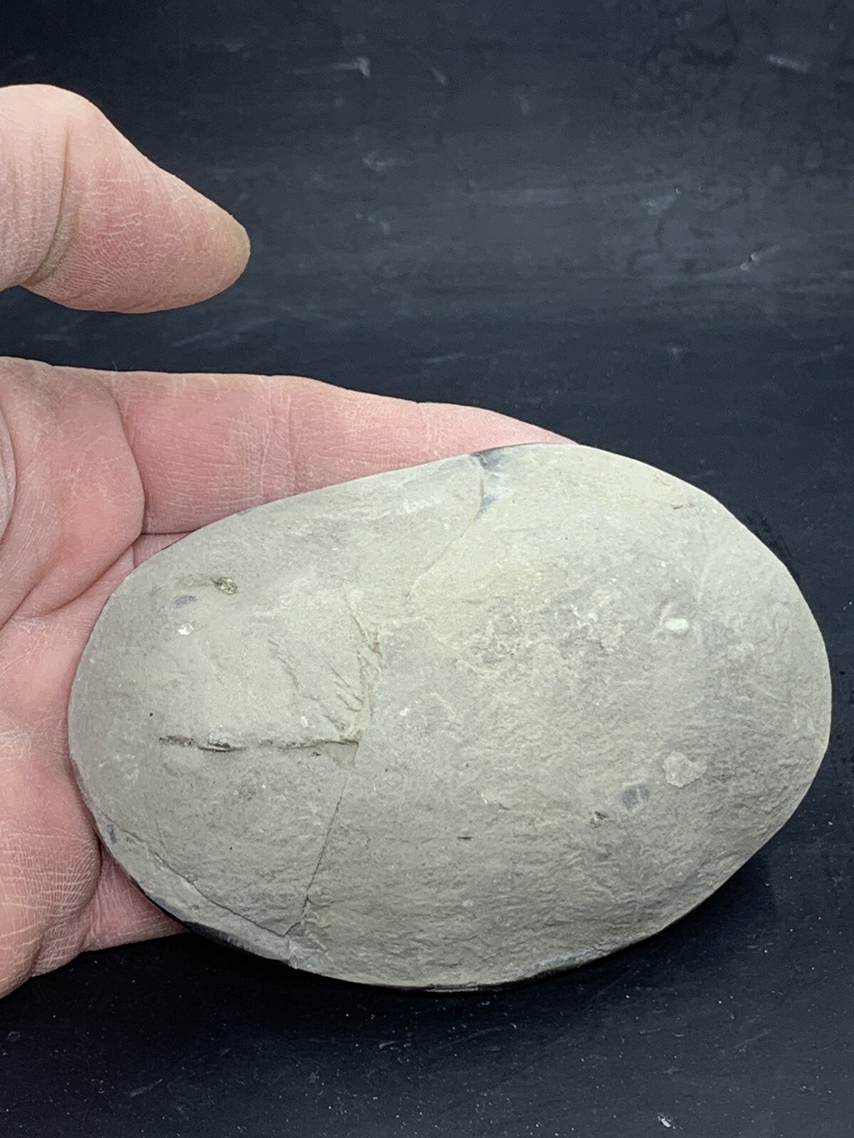 Septarian Nodule, Dragon Stone,End cut ( Utah ), Description Card
