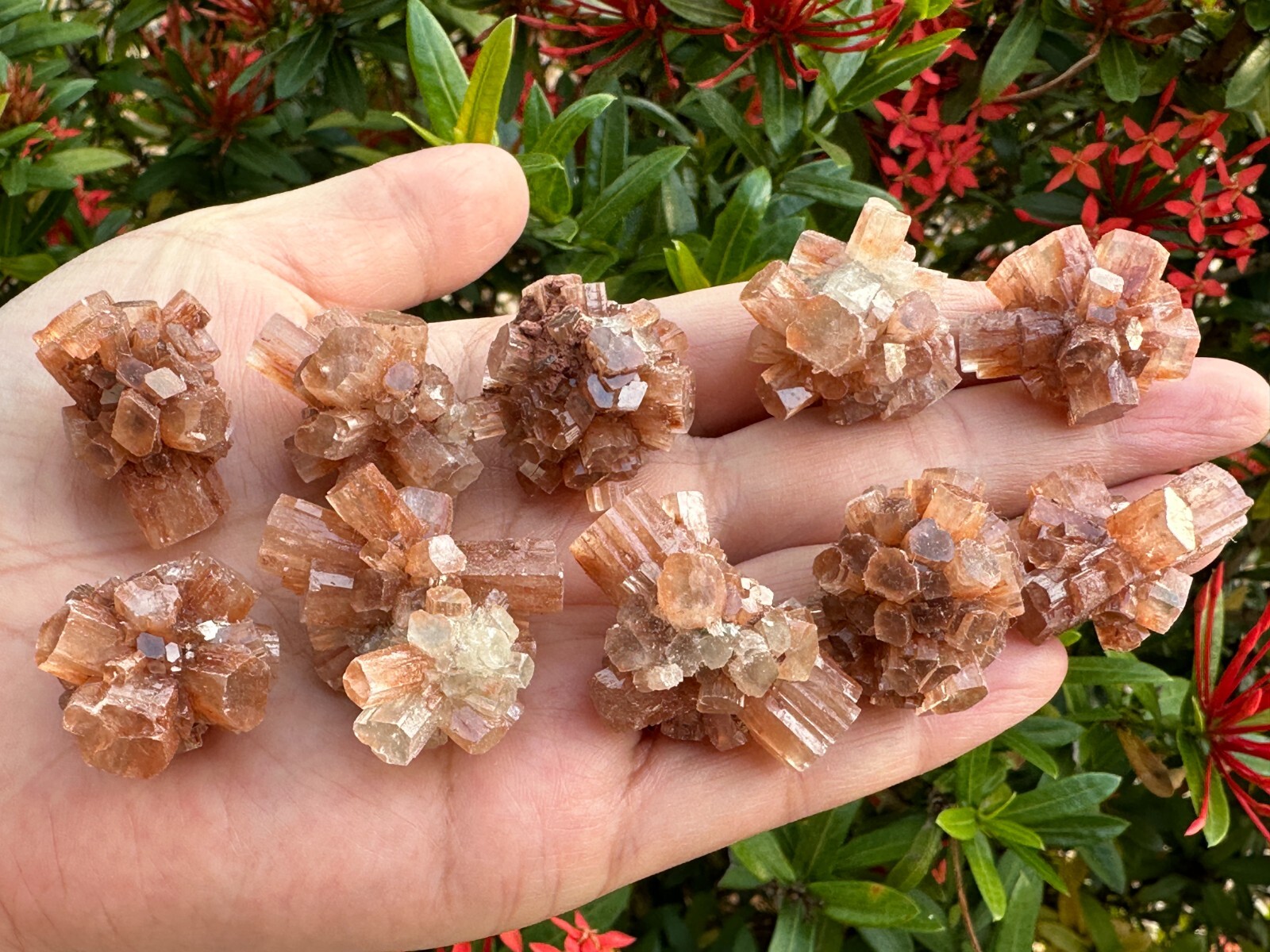 7-10 pcs Box Aragonite Clusters Collection,Grade A++ Mini Aragonite Star Crystal