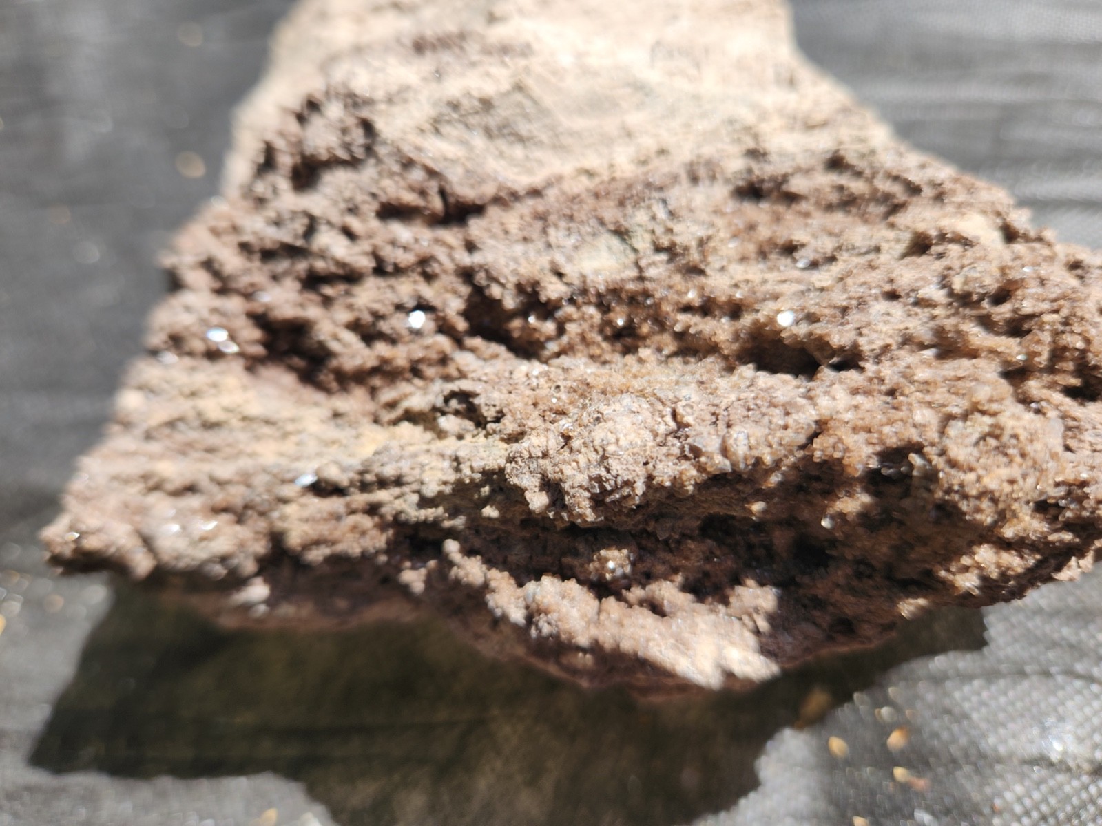 Brilliant Petrified Wood Crystallized Fossil Smoky Quartz Crystal Alabama