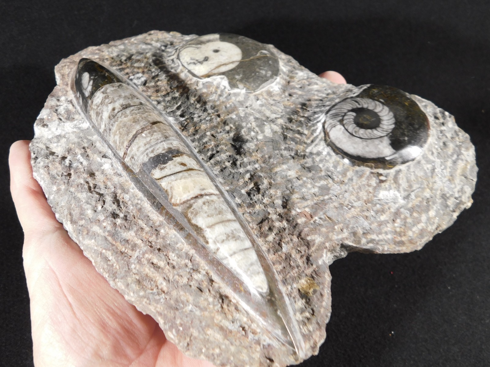 TWO! FREE Standing Polished Goniatite Fossils and an Orthoceras Morocco 1838gr