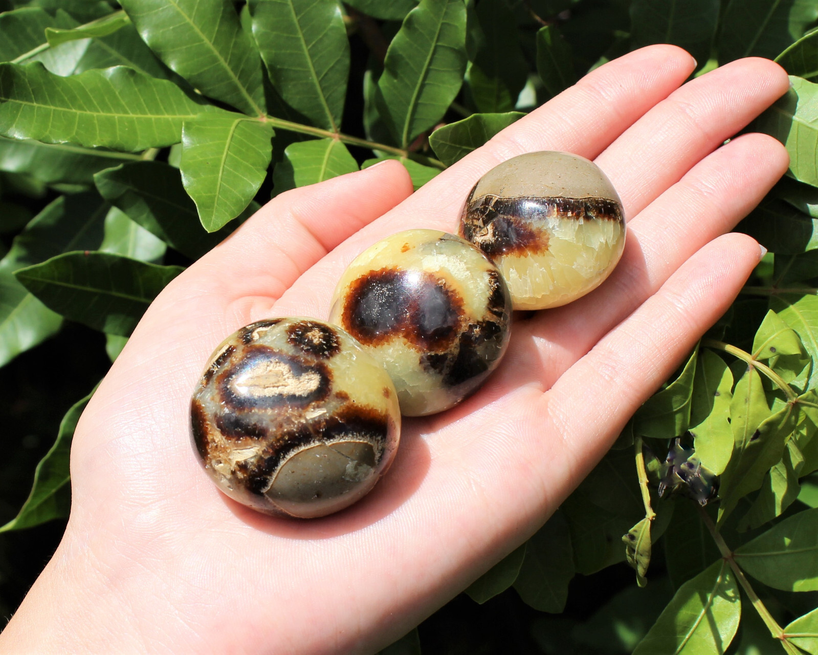 Septarian Hand Polished Palm Stones: ‘A’ Grade Wholesale Bulk Lot
