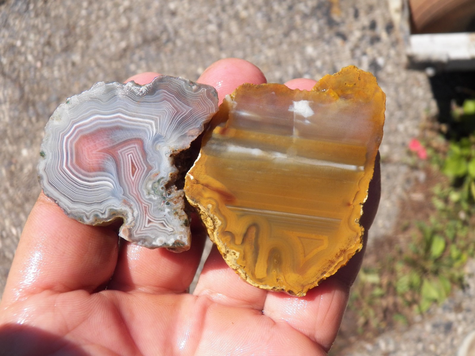 2 piece East Timor and Sumatra agate rough endcut specimens nice