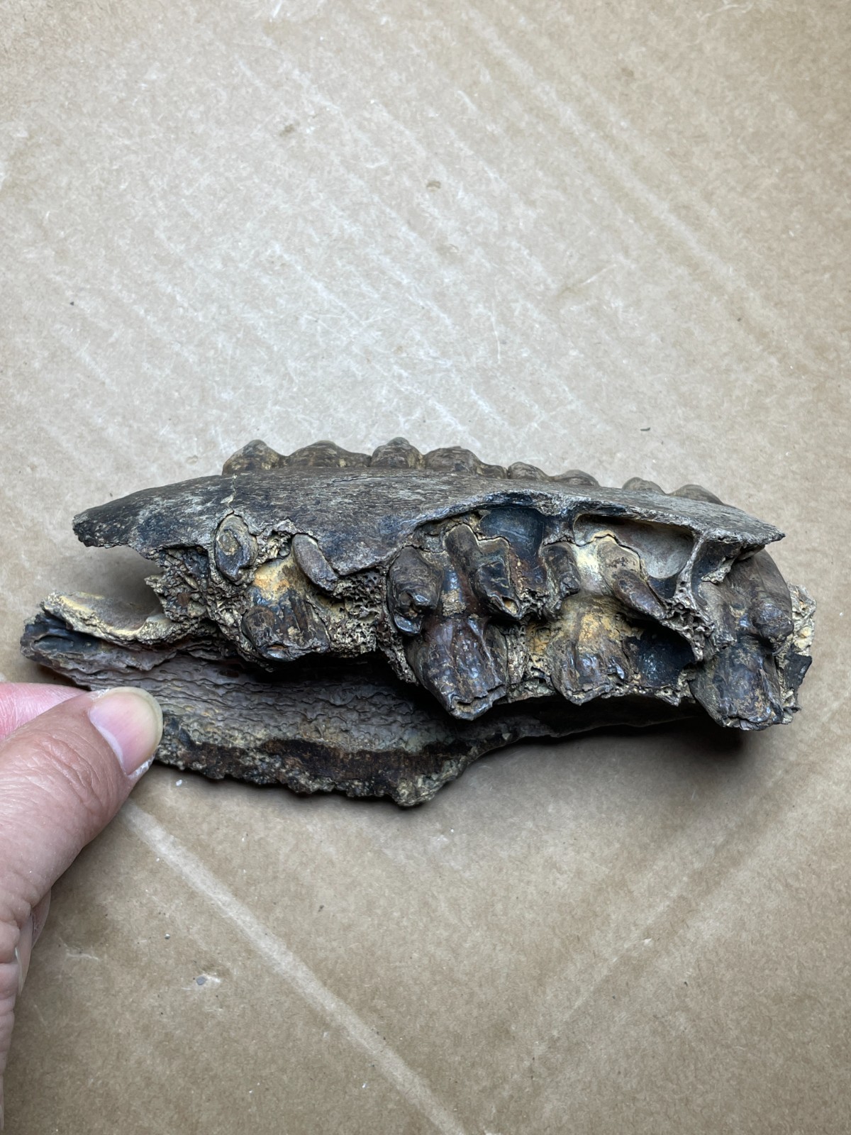 300g Beautiful Ice Age tooth collection