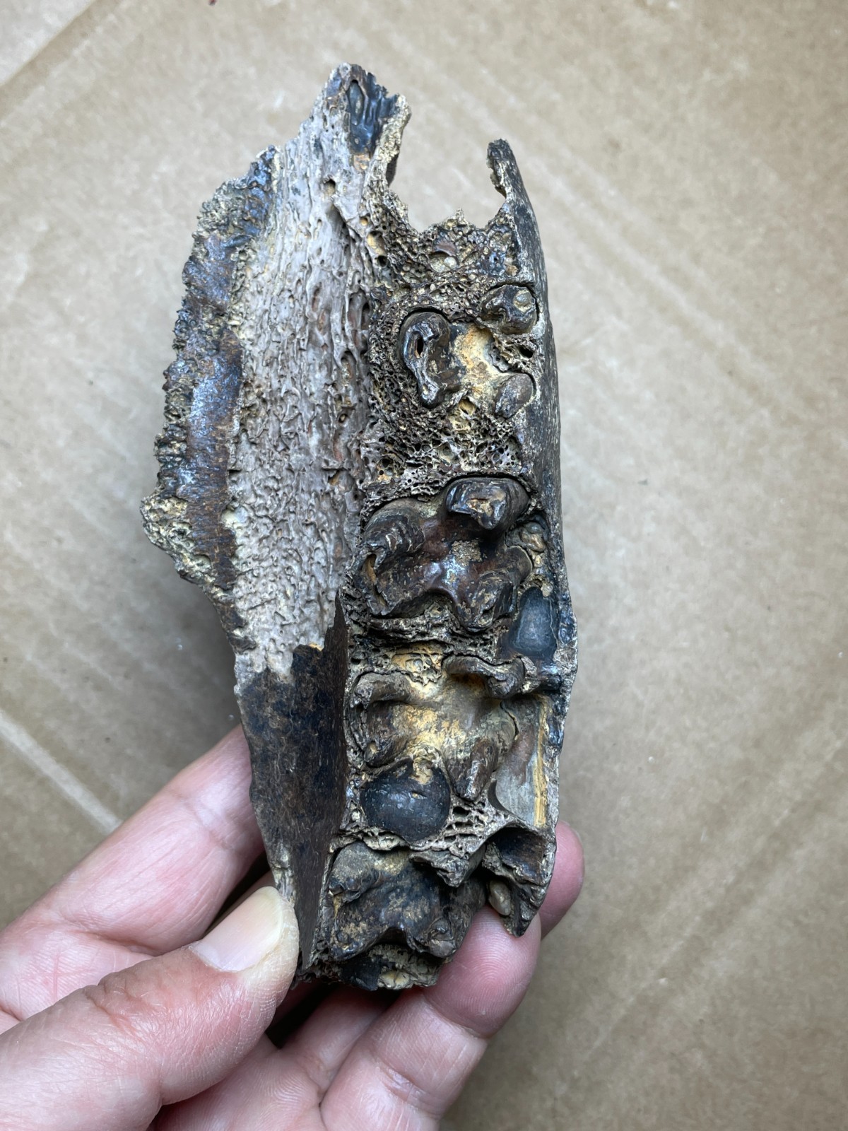 300g Beautiful Ice Age tooth collection
