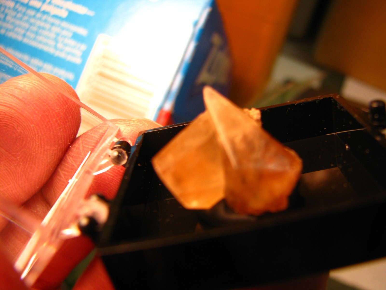 GOLDEN DOGTOOTH CALCITE CRYSTALS THUMBNAIL IN CASE MARBLEHEAD QUARRY OHIO #037