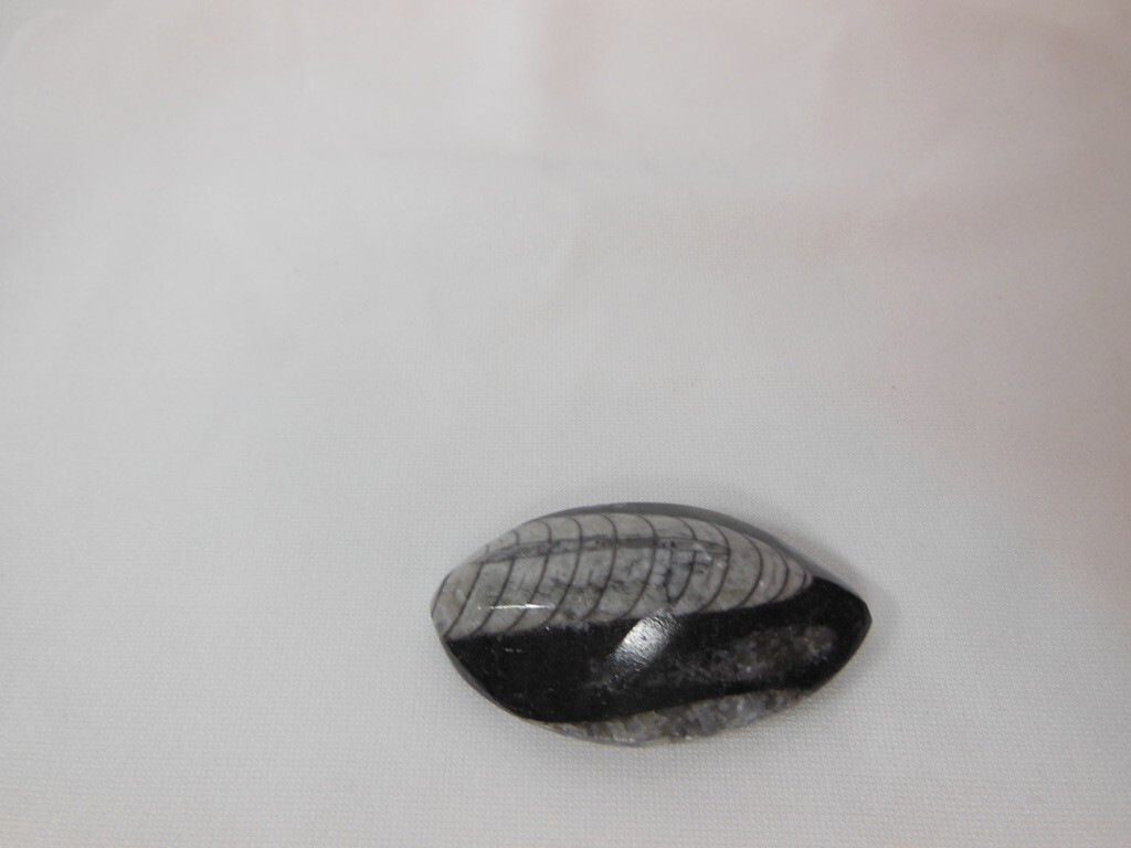 Orthoceras Fossil / Morocco / Polished / Nice Detail
