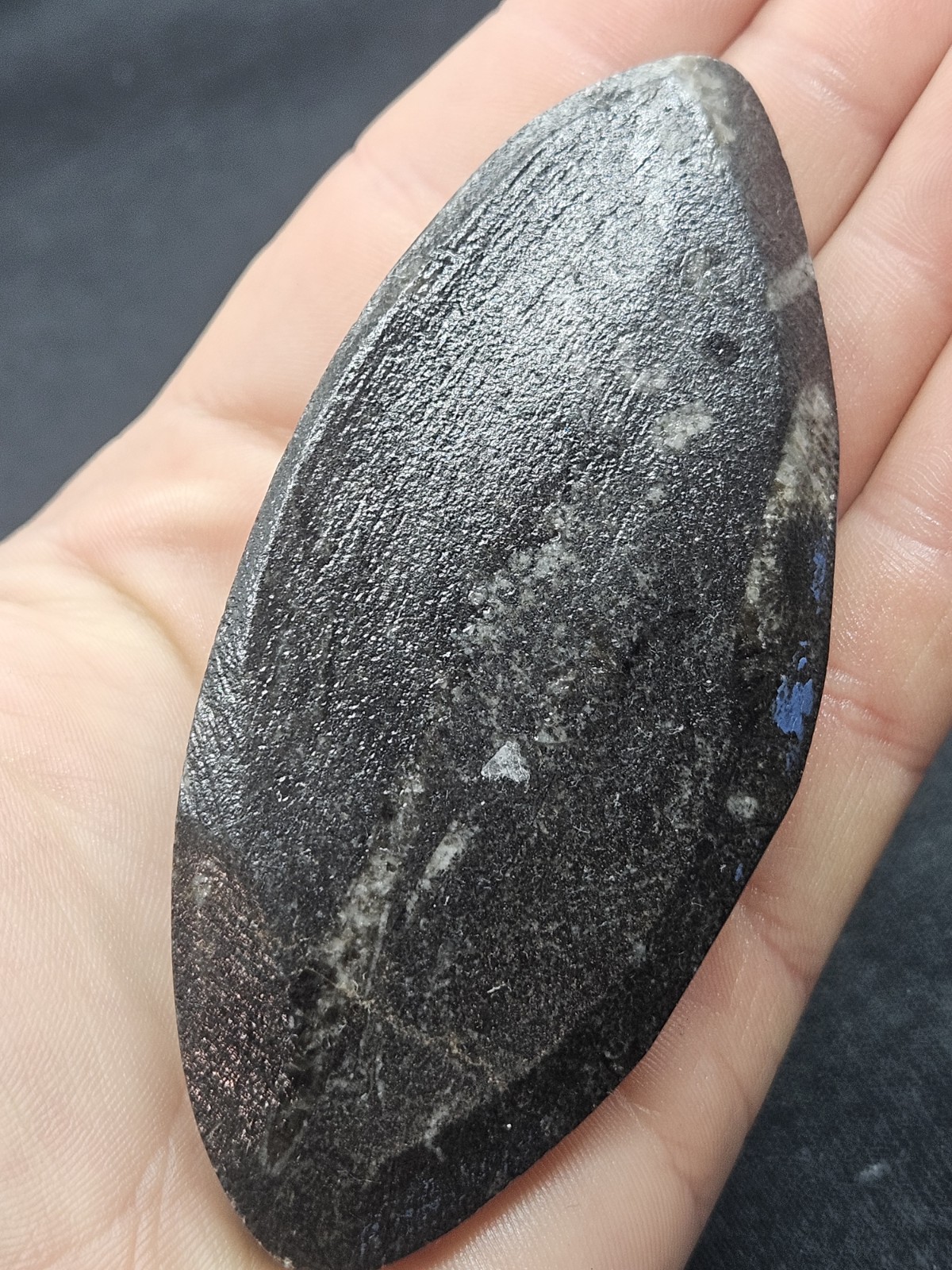 Polished Orthoceras Fossil Palm Stone – Morocco – Devonian Era Cephalopod