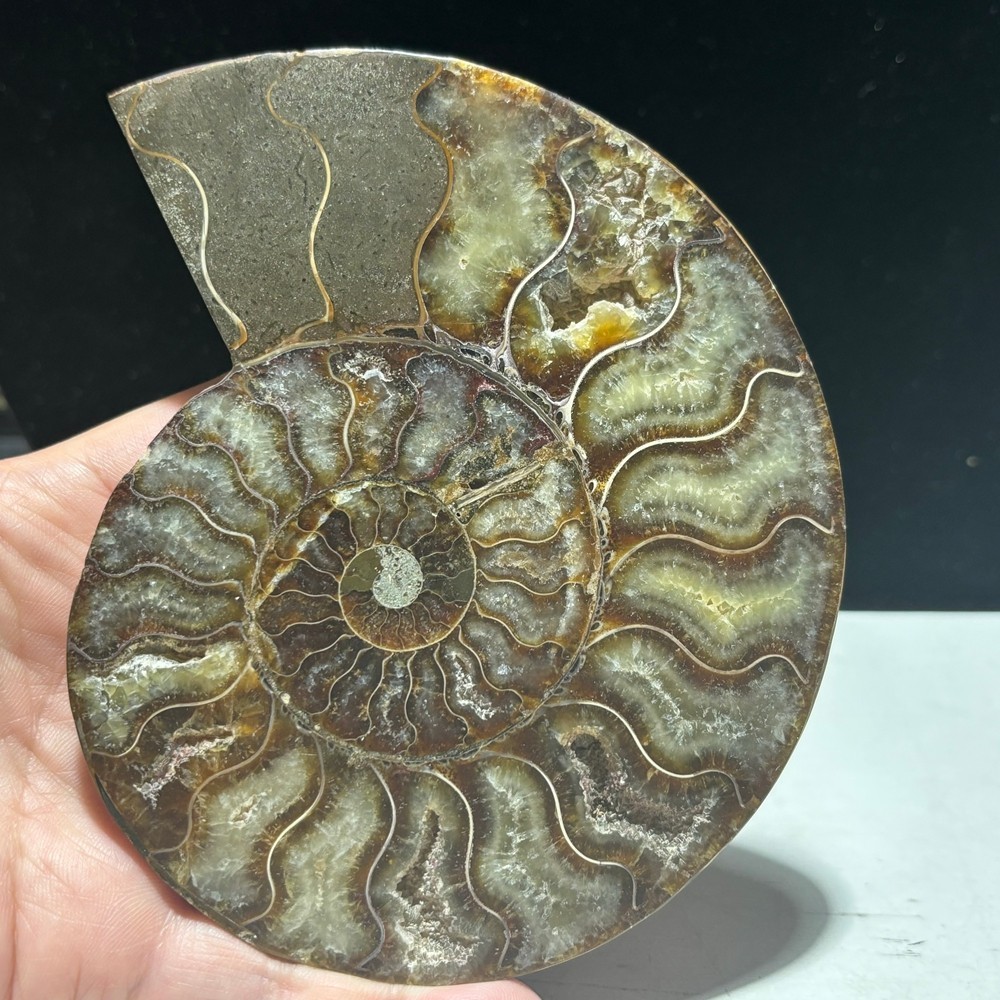 TOP 200G+ Natural ammonite fossil conch crystal specimen healing care 1pc