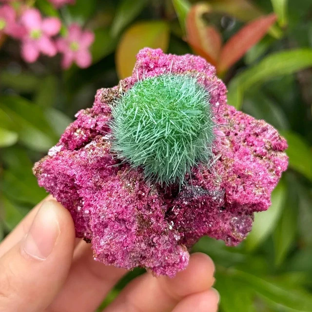 Red Rare Dandelion Zeolite Quartz Crystal Healing Cluster Mineral Specimen Decor