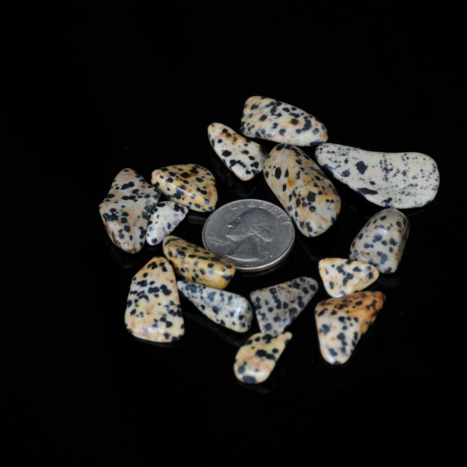 25g Tumbled Dalmatian Jasper Gemstone Crystals 10-20 Stones Bulk Gems Wholesale