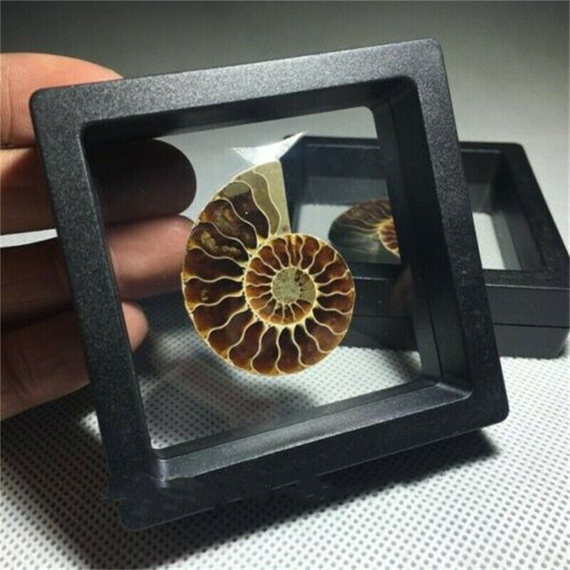 Natural Ammonite Fossil Shell Conch Specimen Crystal Healing Display Box 1pc