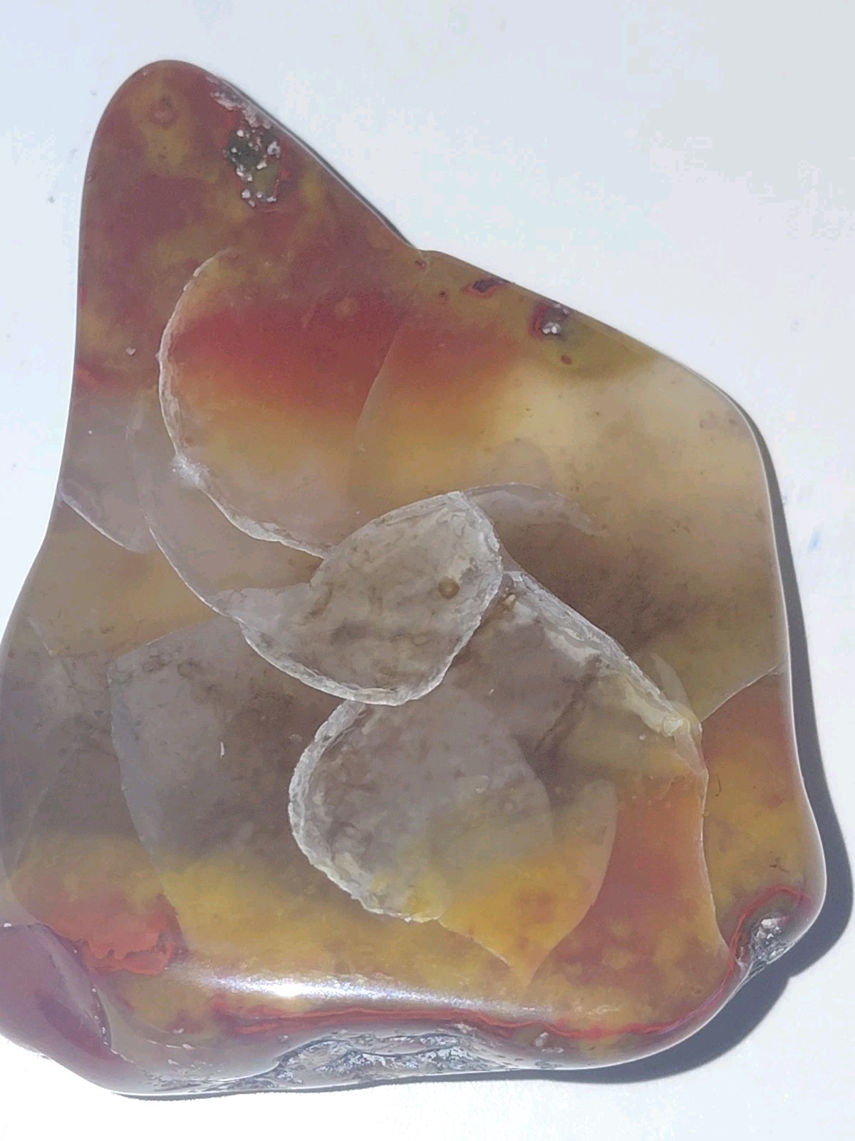 Polished Yellow Cat UV+ Agatized Petrified Wood Limb Cast Mineralization @ Depth