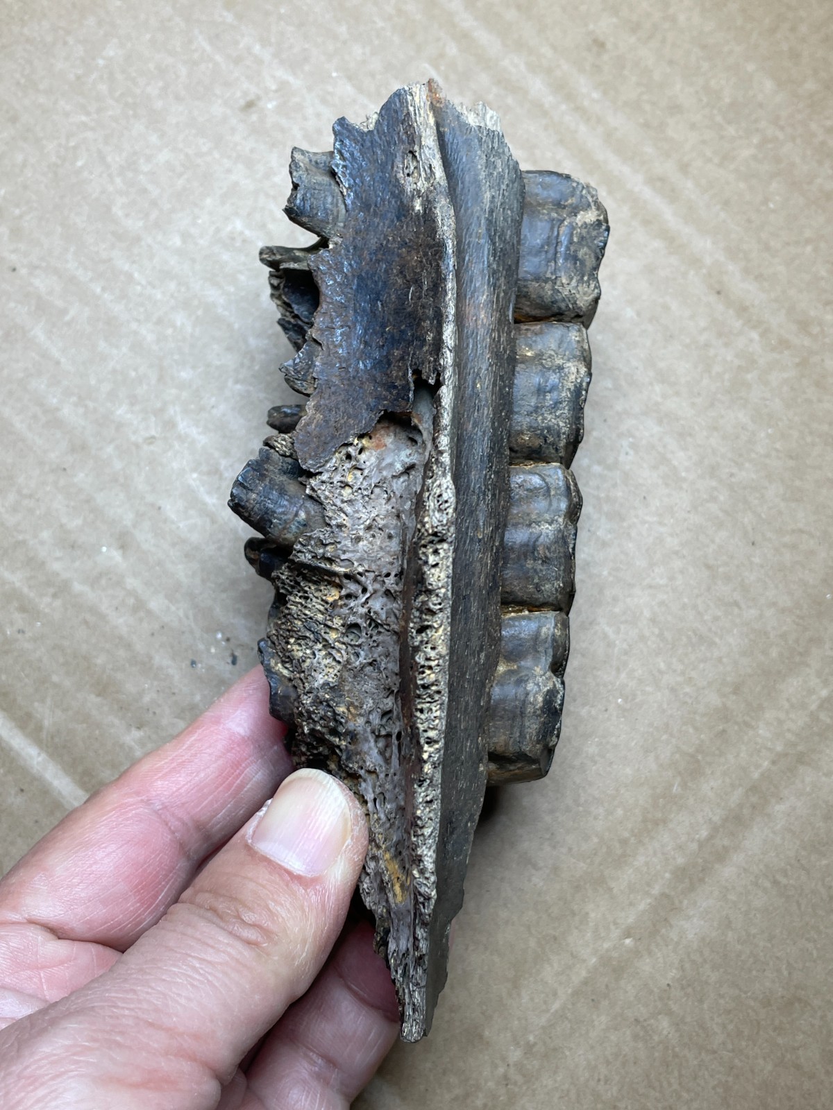 300g Beautiful Ice Age tooth collection