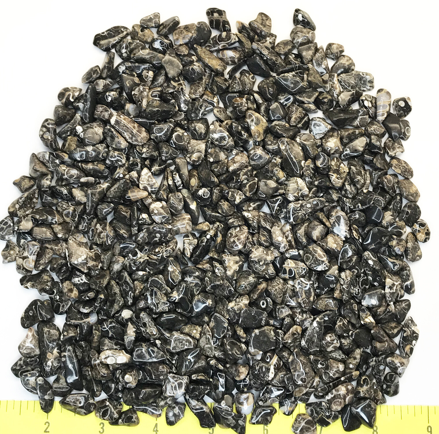 FOSSIL TURRITELLA AGATE X-SMALL ( 5/16″ to 5/8″ ) fossil polished stones. 1 lb