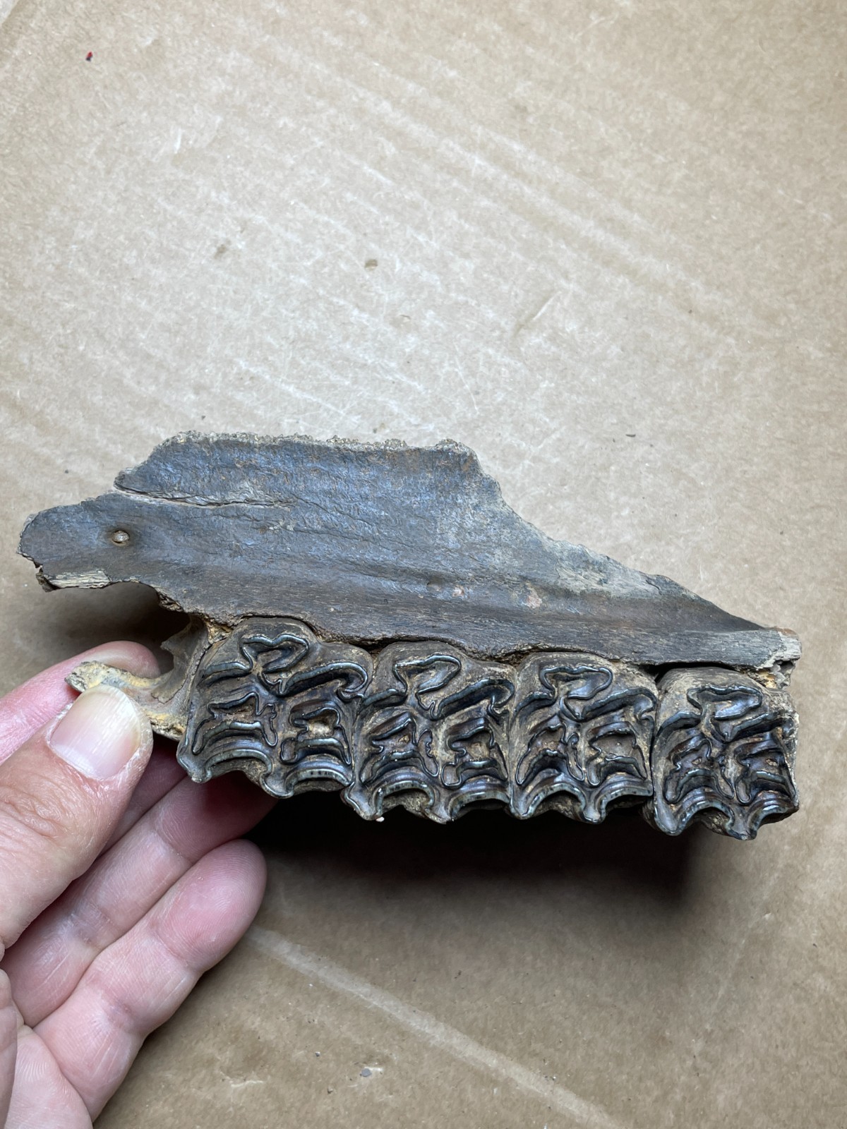300g Beautiful Ice Age tooth collection