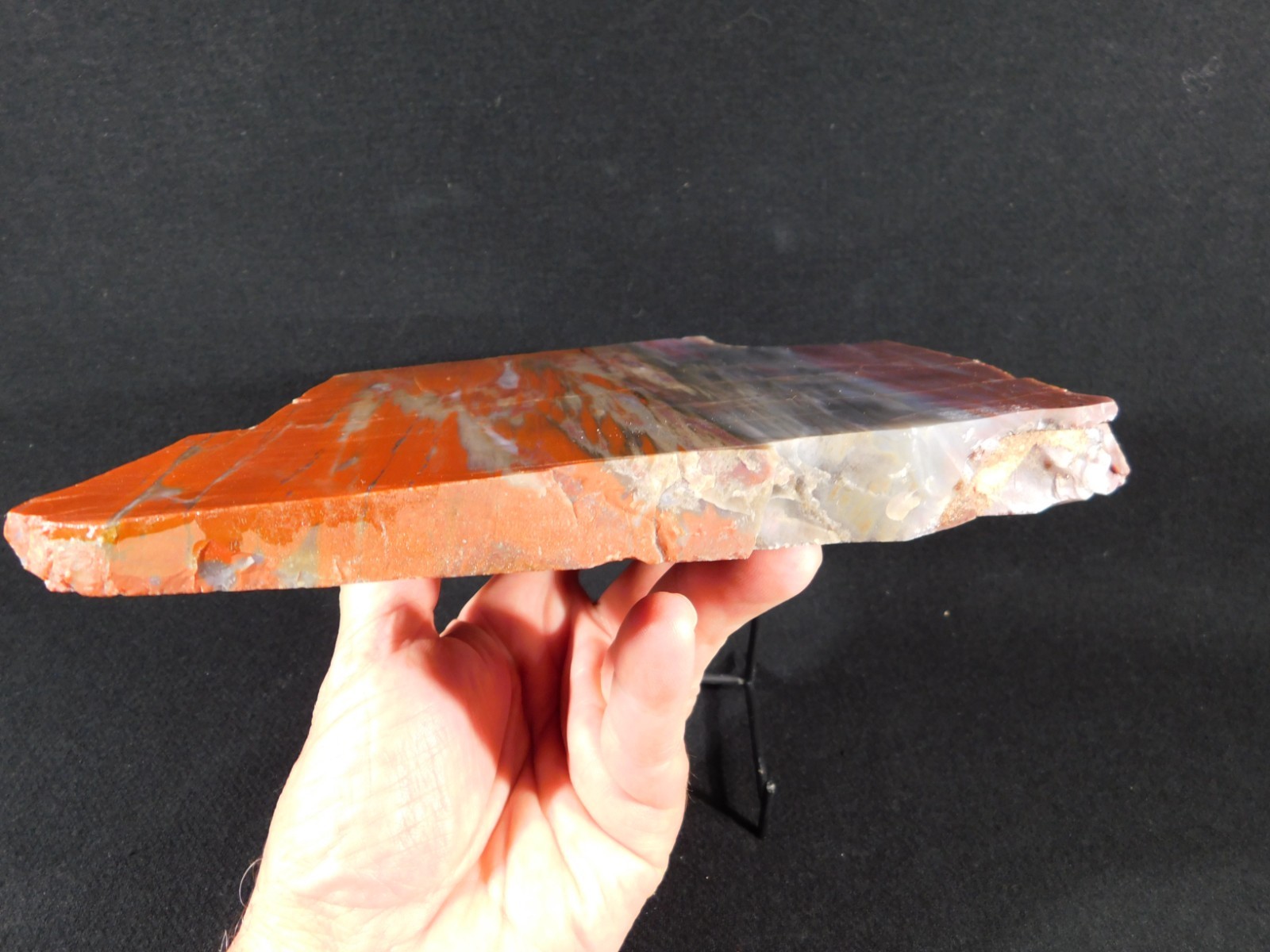 Big! Colorful Polished Petrified WOOD RAINBOW Fossil Slab Arizona 1393gr