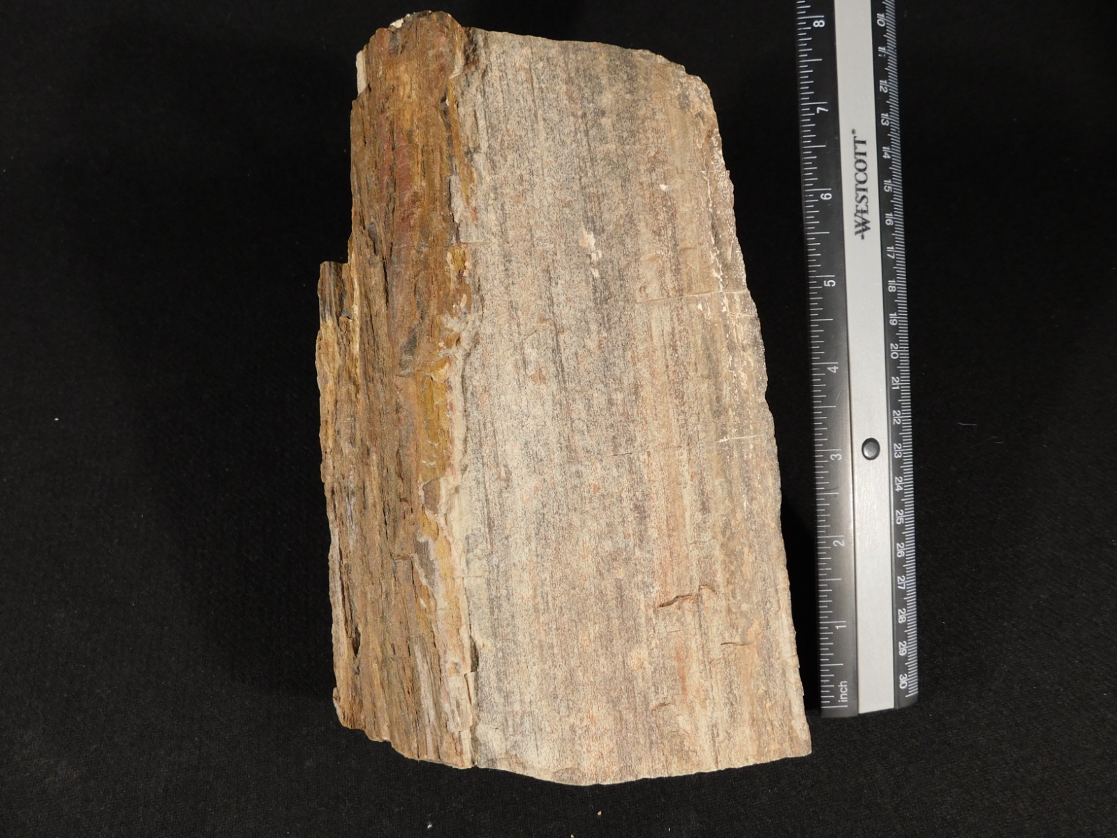 Nice BARK! Big Petrified Wood Fossil From Jurassic Utah 2575gr