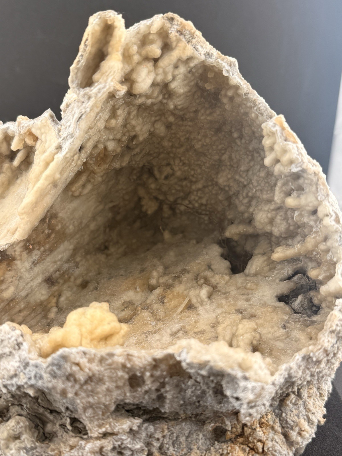 Large Natural Self Collected Florida Advertised Coral Natural Specimen