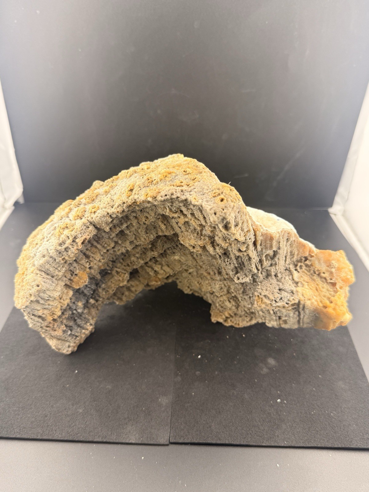 Large Self Collected Florida Agatized Coral Natural Specimen