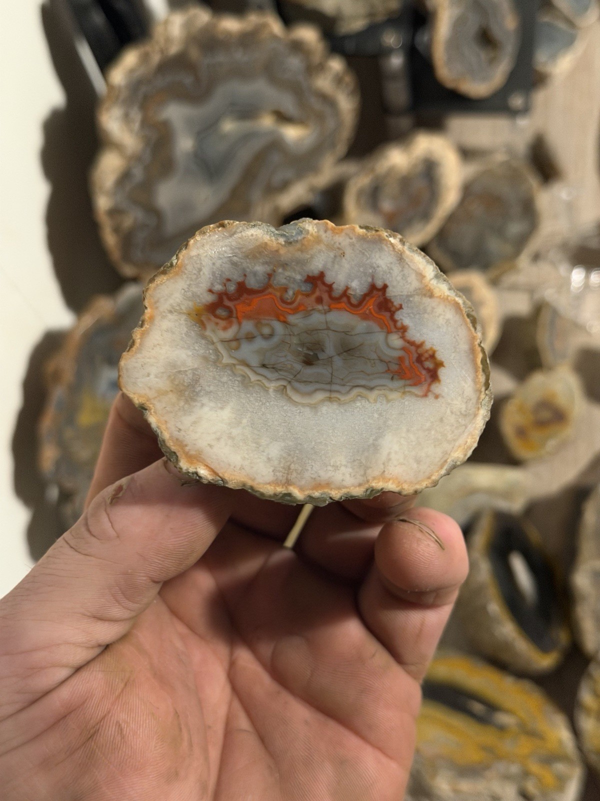 Imperial Kentucky Agate Specimen USA Red White And Blue Half Nodule Polished