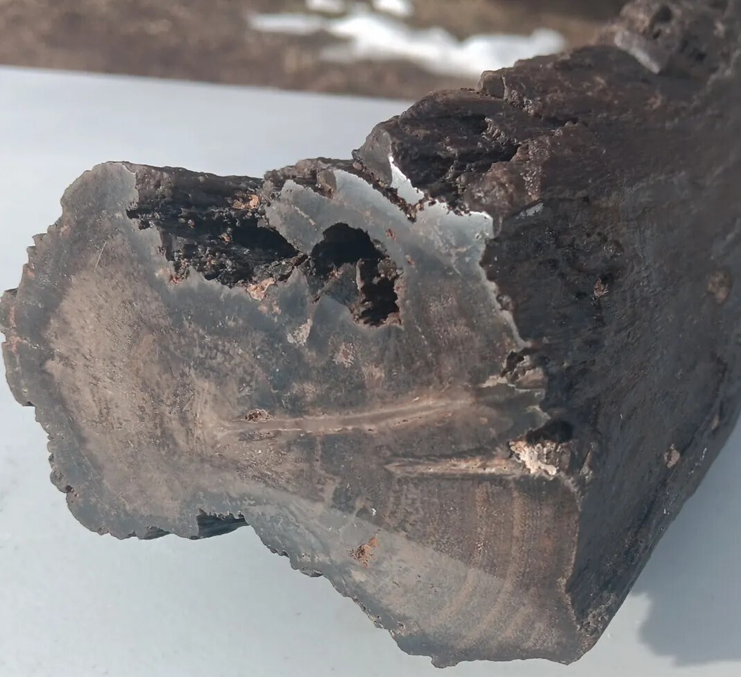 Petrified Iron Wood Fossil Tower Twistes Knots Holes Rings 10 3/4lb Display Rare