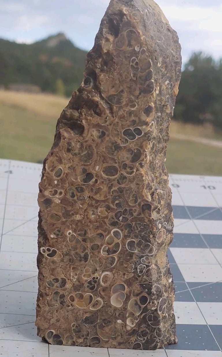 1 lb Turritella Agate Cross Section Snail Fossils Slabbed 4 Sides 5 3/4″ Wyoming