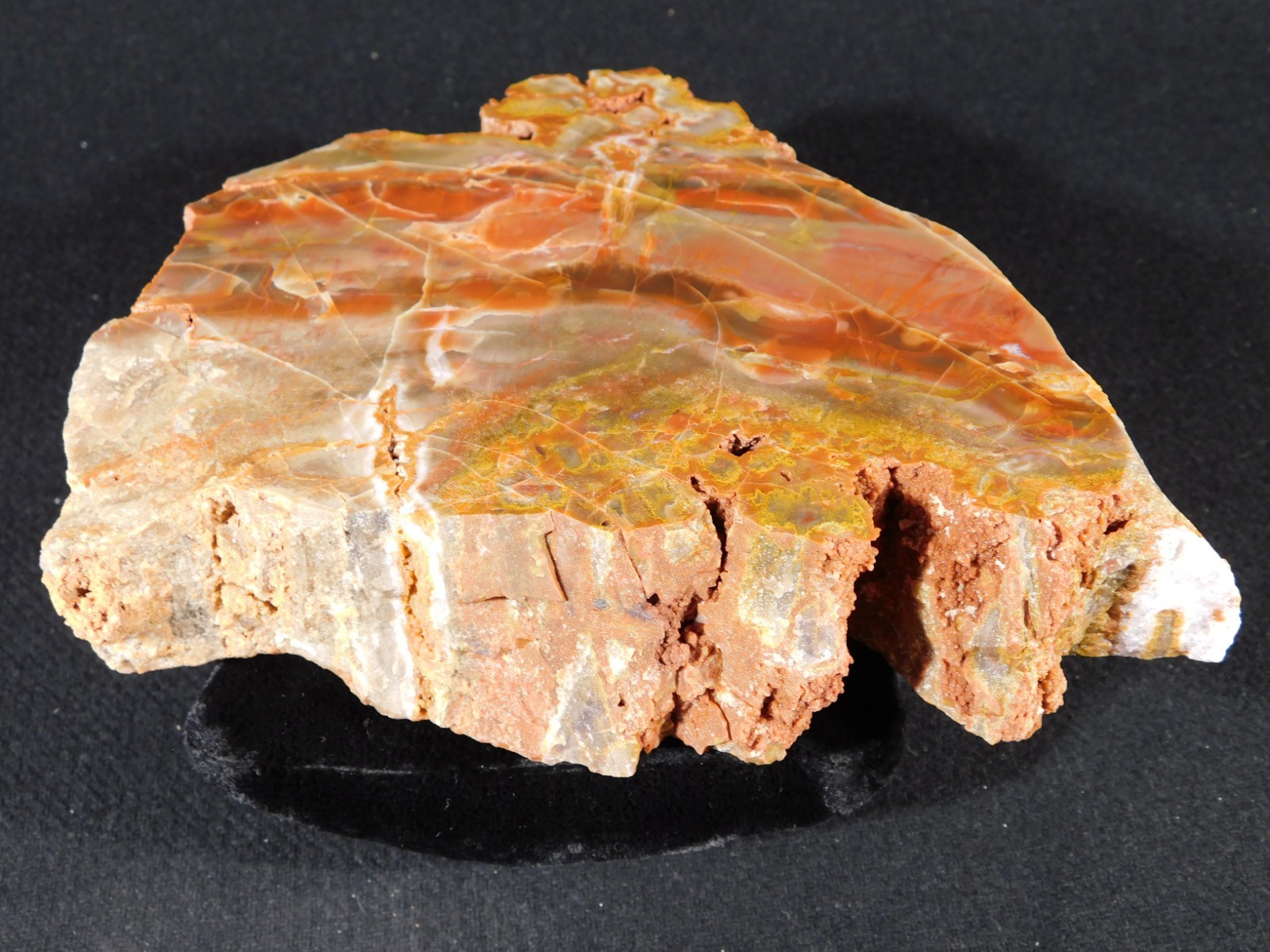 Larger! Colorful Polished Petrified WOOD RAINBOW Fossil Slab Arizona 1135gr