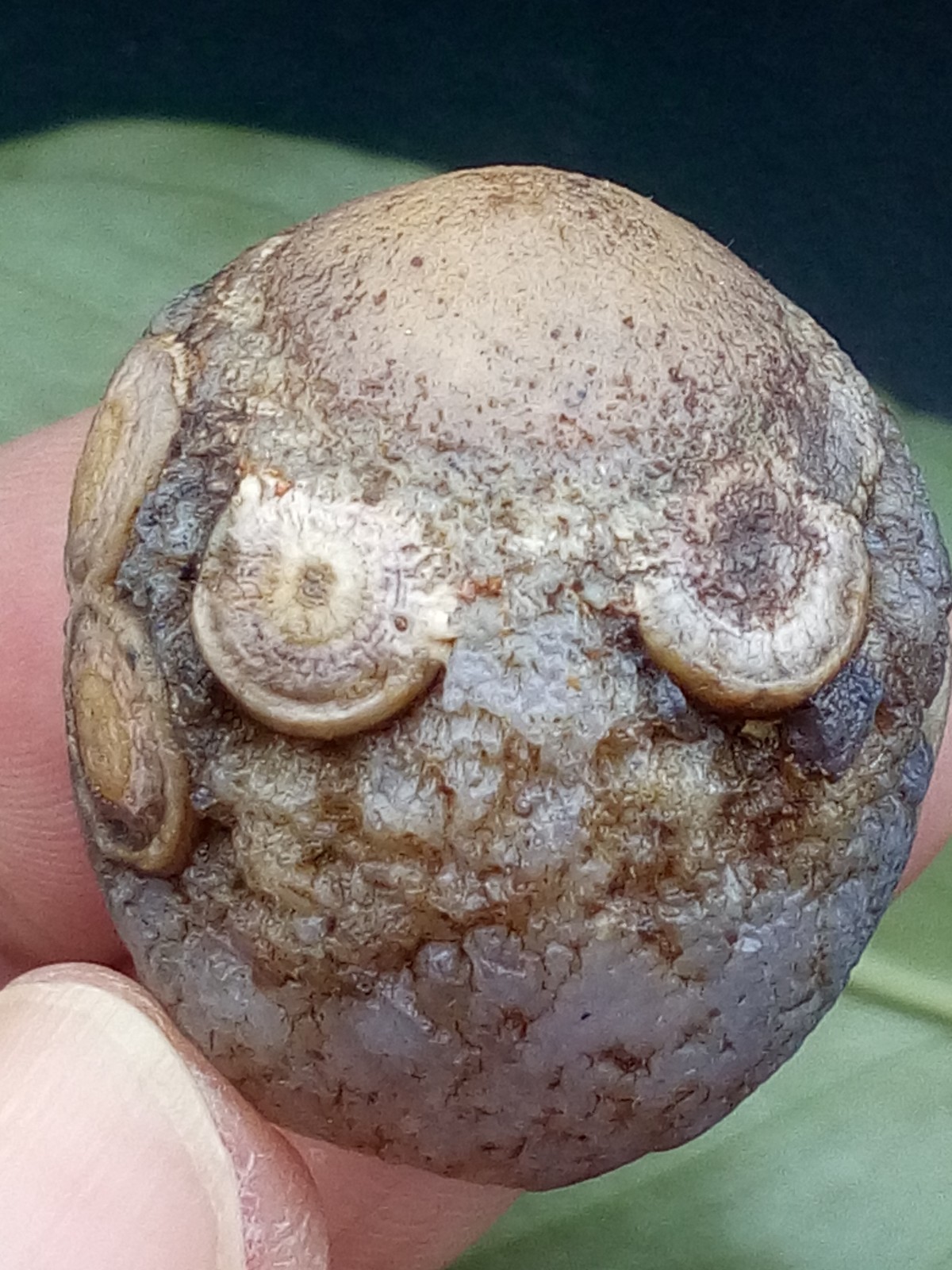 36mm Natural Gobi Agate eye agate stone collection