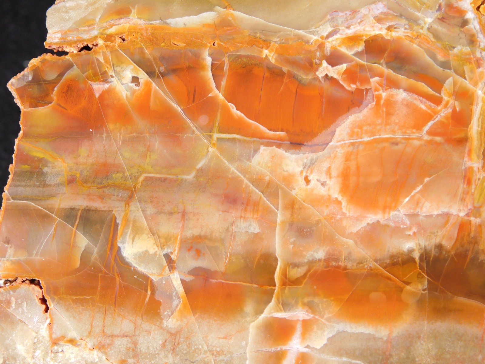 Larger! Colorful Polished Petrified WOOD RAINBOW Fossil Slab Arizona 1135gr