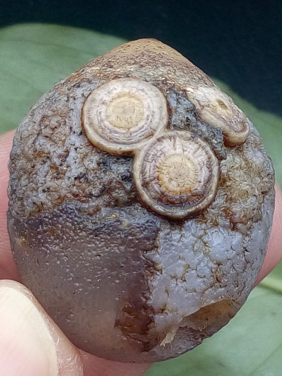 36mm Natural Gobi Agate eye agate stone collection